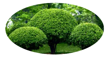 Jardineria servicios Servicios jardinería
