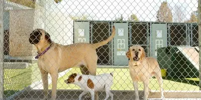 Valla para perros valla piscinas Malla simple, valla metalica,,valladosdefincasyparcelas,cercados y cerramiento metálica ganado, Vallado cinegético para ganaderia cercado Perros valla piscinas Malla simple, valla metalica,,valladosdefincasyparcelas,cercados y cerramiento metálica ganado, Vallado cinegético para ganaderia